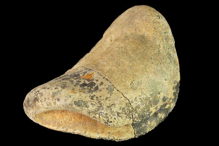 Fossil Hadrosaur Phalange - Alberta (Disposition #-) #143314